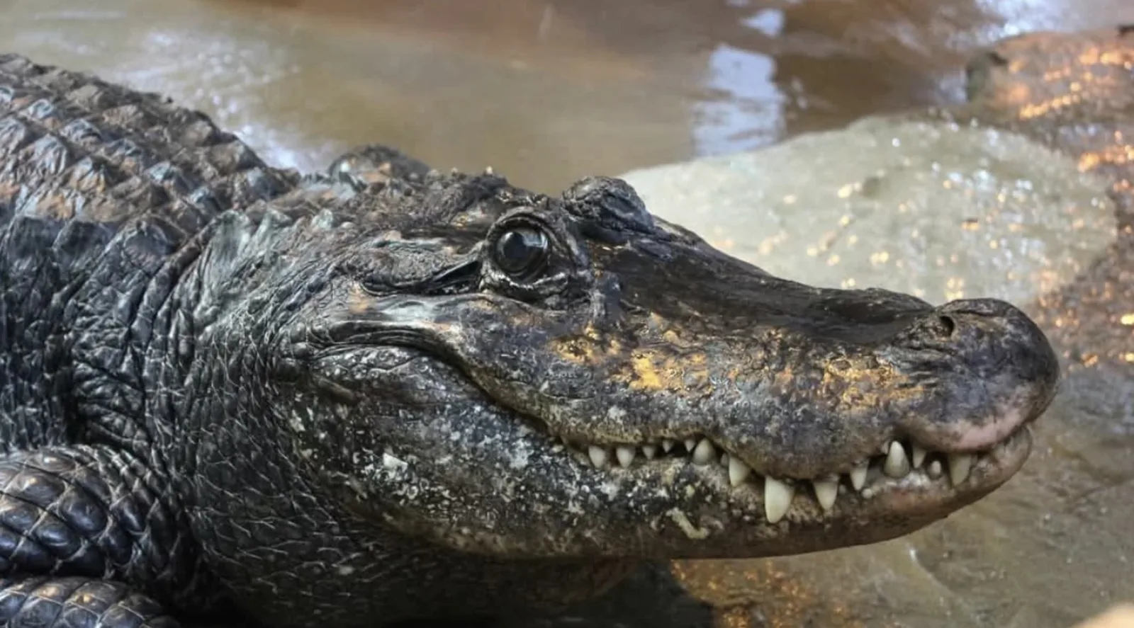 Aligatorzyca Marta w płockim zoo
